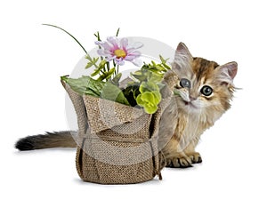 Cute golden british longhair cat kitten on white background