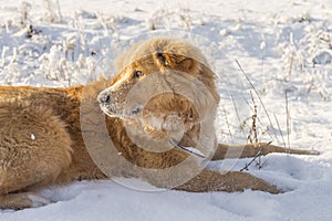 Cute golden coat labrador retriever dog lying in the snow, side portrait