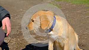 Cute golden color dog, a man stroking of dog,