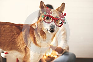 Cute golden dog in festive reindeer glasses with antlers looking with funny emotions on background of smiling girl in christmas