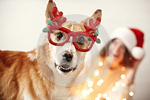 Cute golden dog in festive reindeer glasses with antlers looking with funny emotions on background of smiling girl in santa hat