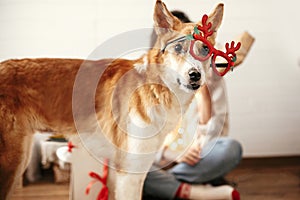 Cute golden dog looking with funny emotions in festive reindeer glasses with antlers on background of smiling girl in christmas