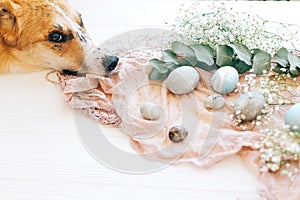 Cute golden dog relaxing at stylish easter eggs and flowers on rustic wooden background in light. Modern easter eggs painted with