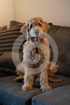 Cute golden doodle puppy sitting on sofa staring at camera