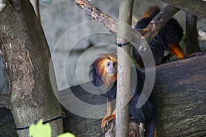 The cute golden-headed lion tamarins