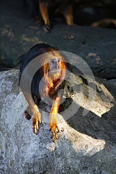 The cute golden-headed lion tamarins