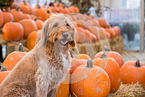 Cute golden labradoodle dog sitting in front of a bunch of pumpkins on a farm.