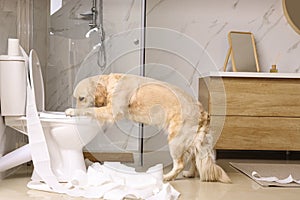 Cute Golden Labrador Retriever drinking water from toilet