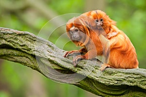 Cute golden lion tamarin with baby
