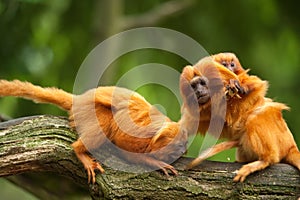 Cute golden lion tamarins with baby