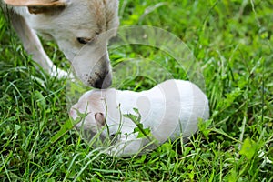 golden puppies, spring nature, still born