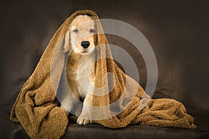 Cute golden puppy under a brown blanket