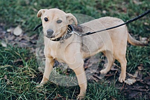 Cute golden puppy winking with black sad eyes and emotions walking in park. Dog shelter. Scared homeless doggy in city street.