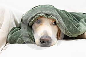 Cute golden retriever dog covered with a green blanket on winter or autumn season. sickm illness or afraid of fireworks concept