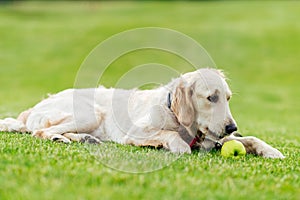 cute golden retriever dog with green apple lying on green grass in park