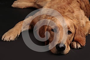 Cute golden retriever dog lying on a black background