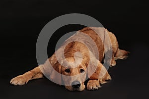 Cute golden retriever dog lying on a black background