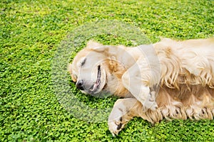 Cute Golden Retriever dog lying down at park