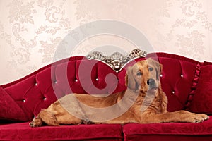 Cute golden retriever  dog lying on a red vintage sofa