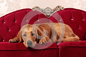 Cute golden retriever  dog lying on a red vintage sofa