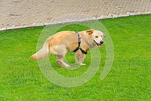 Cute golden retriever dog playing in the park