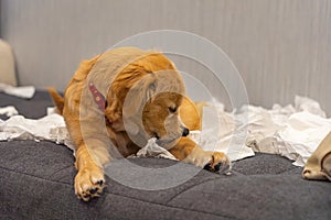 Cute golden retriever dog playing tissue papers on sofa