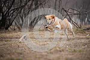 Cute golden Retriever dog playing with a toy