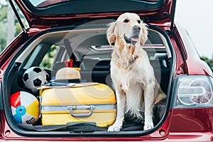 cute golden retriever dog sitting in car trunk with luggage