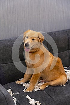 Cute golden retriever dog smiling after playing papers on sofa