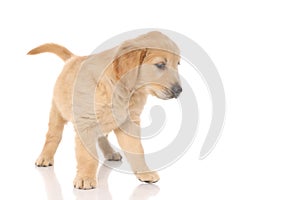 Cute golden retriever dog standing, looking away and thinking