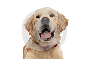 cute golden retriever dog sticking his tongue out