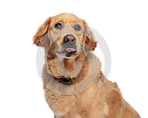 cute golden retriever dog sticking out tongue and panting while looking up