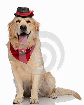 cute golden retriever dog wearing hat and bandana panting and sitting