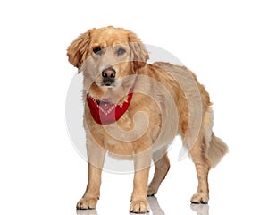 cute golden retriever doggy with red bandana standing and looking forward