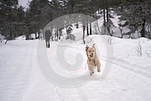 Cute golden retriever doggy running in the snow near a forest, Norway Kroderen
