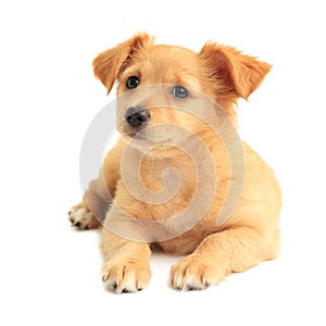 Cute golden retriever mixed-breed puppy