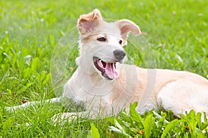 Cute golden retriever puppy