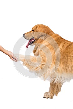 A cute Golden Retriever Puppy being trained to shake hands