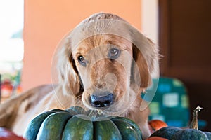 Cute golden retriever puppy bites a pumpkin