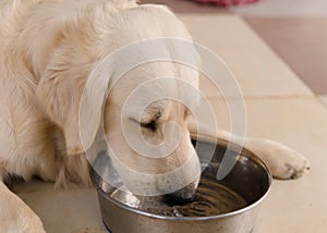 Cute golden retriever puppy drinking water from a bowl at home