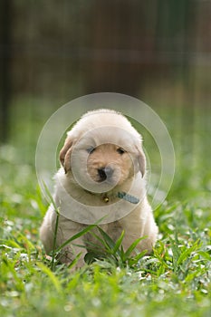 Cute golden retriever puppy with funny expression