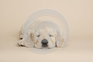 Cute golden retriever puppy lying down sleeping on a sand colored background photo