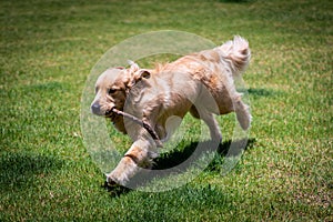 Cute golden retriever puppy playing fetch on