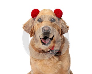 cute golden retriever puppy with red tassels headband panting