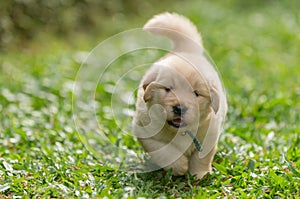 Cute golden retriever puppy running