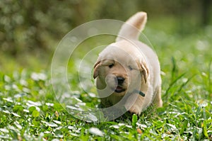 Cute golden retriever puppy running in the garden