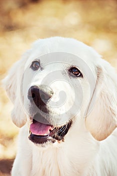 Cute golden retriever puppy on yellow background