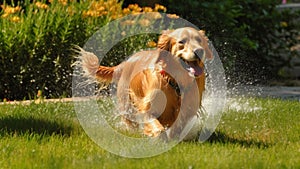 Cute Golden Retriever running and playing in the rain. Happy dog splashing water in the garden.