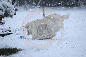 Cute golden retriever running and playing in the snow