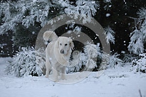 Cute golden retriever running and playing in the snow